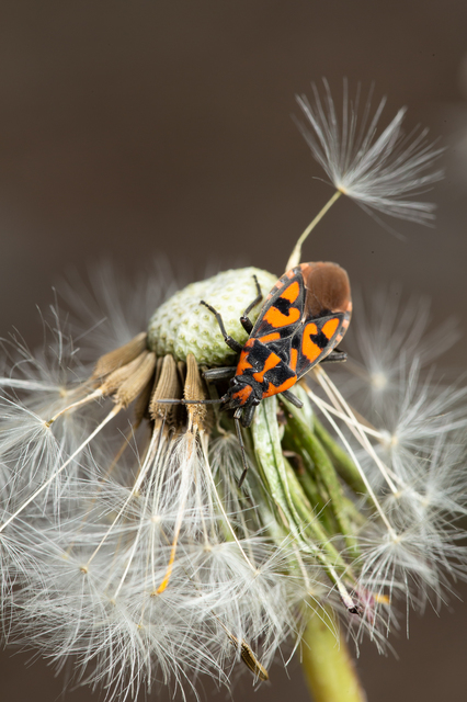 Spilostethus saxatilis - virágbodobács
