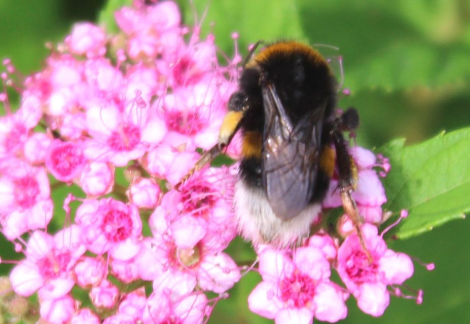 Bombus terrestris/lucorum