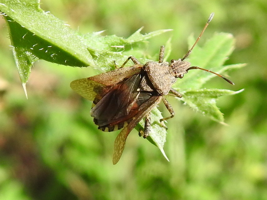 Ceraleptus gracilicornis - tüskéslábú karimáspoloska