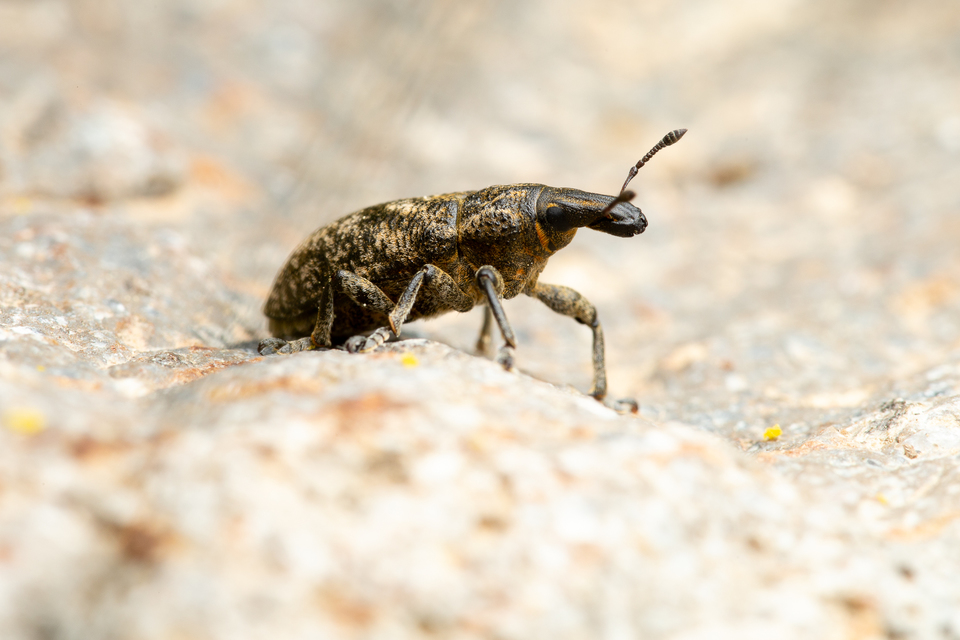 Cleonis pigra - közönséges bogáncsbarkó