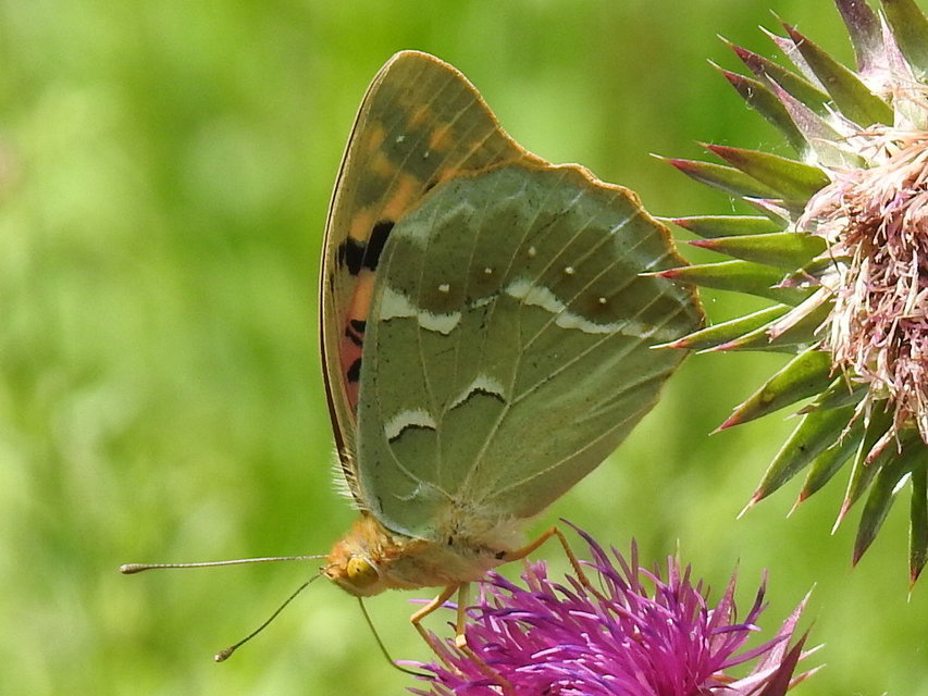 Argynnis pandora - zöldes gyöngyházlepke