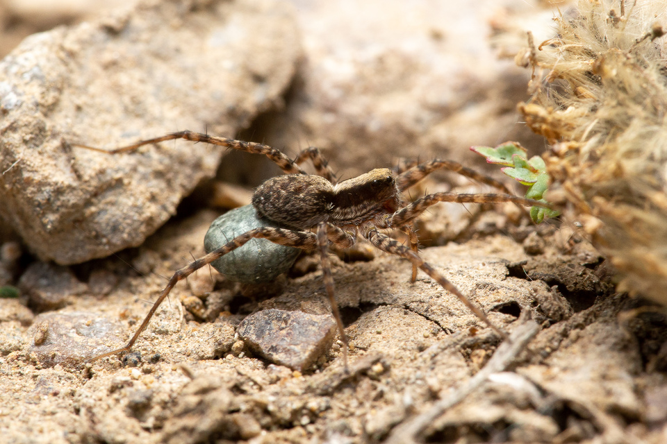 Pardosa alacris/lugubris