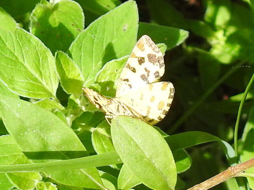 Pseudopanthera macularia - párducfoltos araszoló