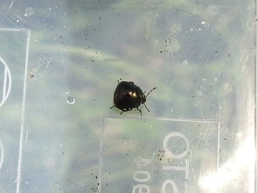 Coptosoma Coptosoma