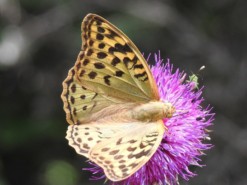 Argynnis pandora - zöldes gyöngyházlepke