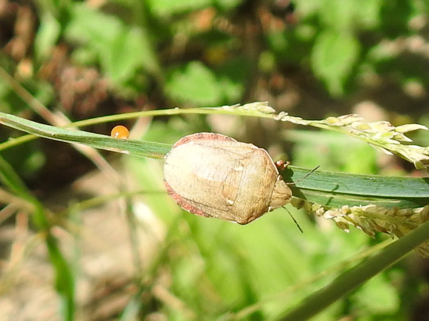 Eurygaster