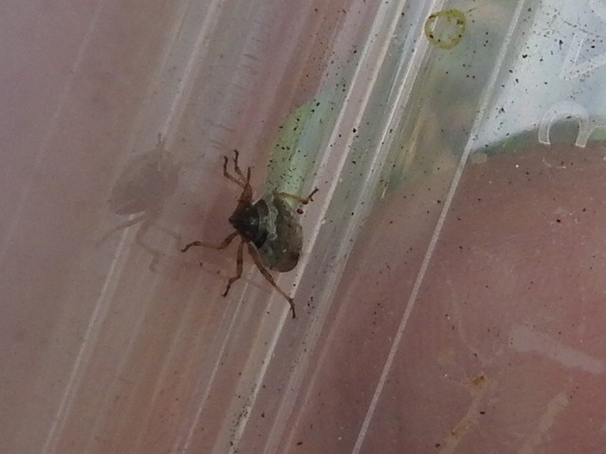 Eysarcoris Eysarcoris