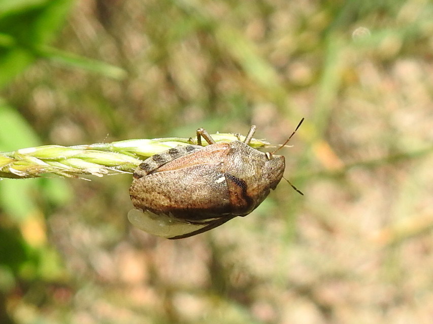 Eurygaster