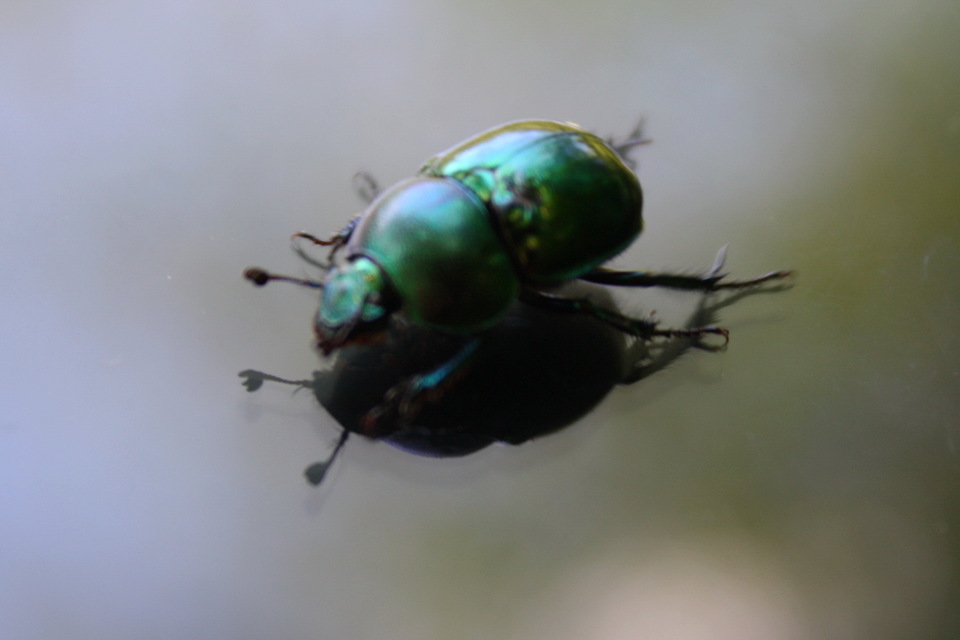 Trypocopris vernalis - tavaszi álganéjtúró