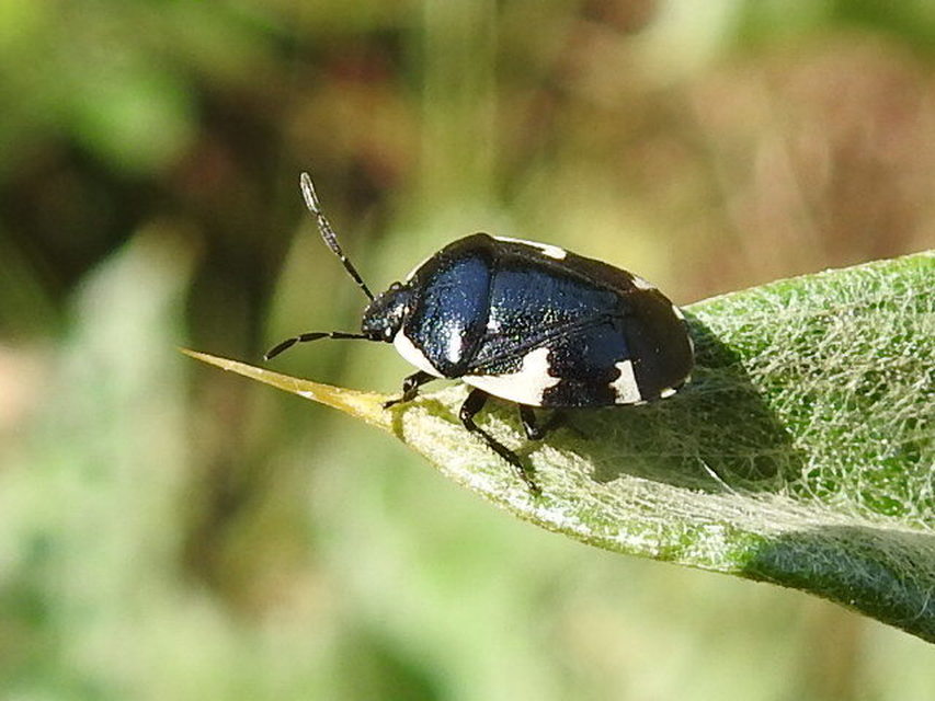 Tritomegas sexmaculatus - hatfoltos földipoloska