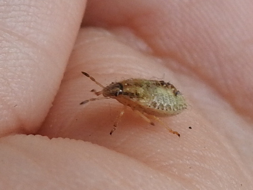 Dolycoris baccarum - közönséges bogyómászó-poloska Dolycoris baccarum - közönséges bogyómászó-poloska
