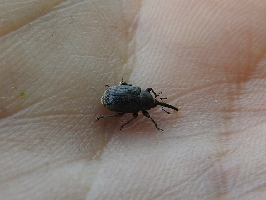 Rhinusa asellus - szőrcsillagos ökörfarkkóró-ormányos