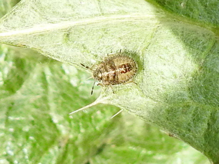 Dolycoris baccarum - közönséges bogyómászó-poloska Dolycoris baccarum - közönséges bogyómászó-poloska