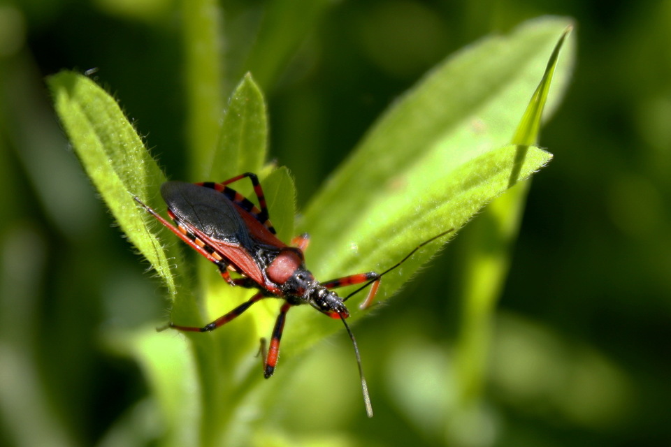 Rhynocoris iracundus - közönséges gyilkospoloska