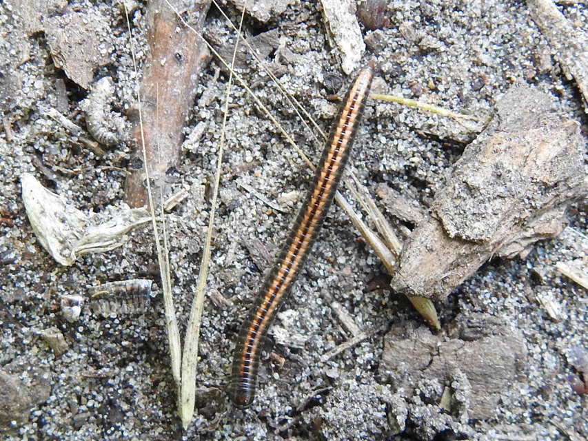 Diplopoda - Ikerszelvényesek