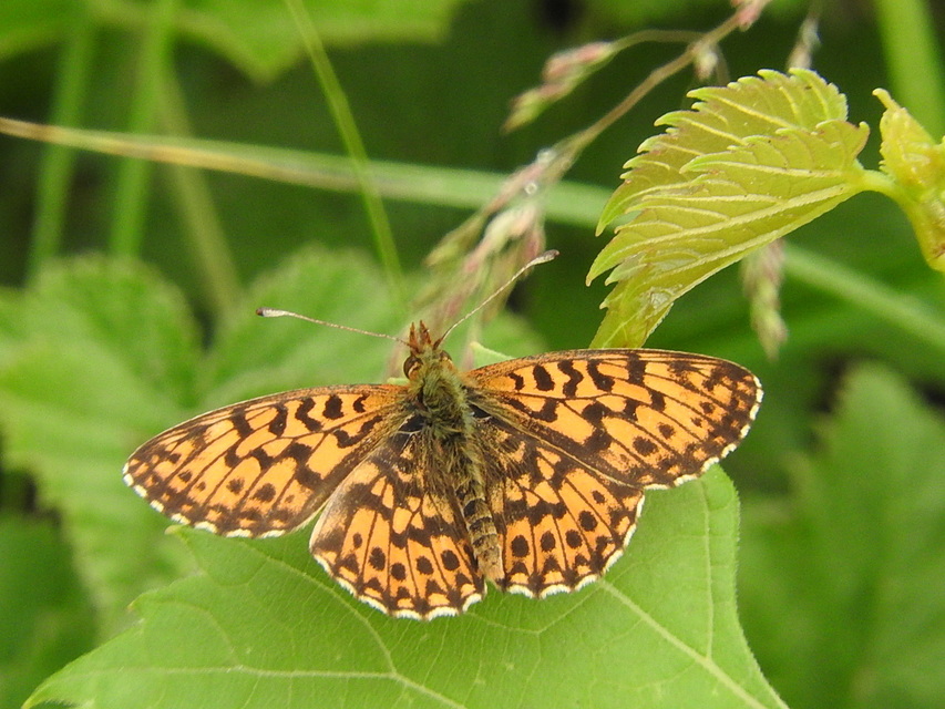 Boloria dia - kis gyöngyházlepke