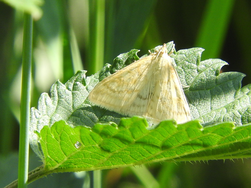 Sitochroa verticalis - világossárga dudvamoly