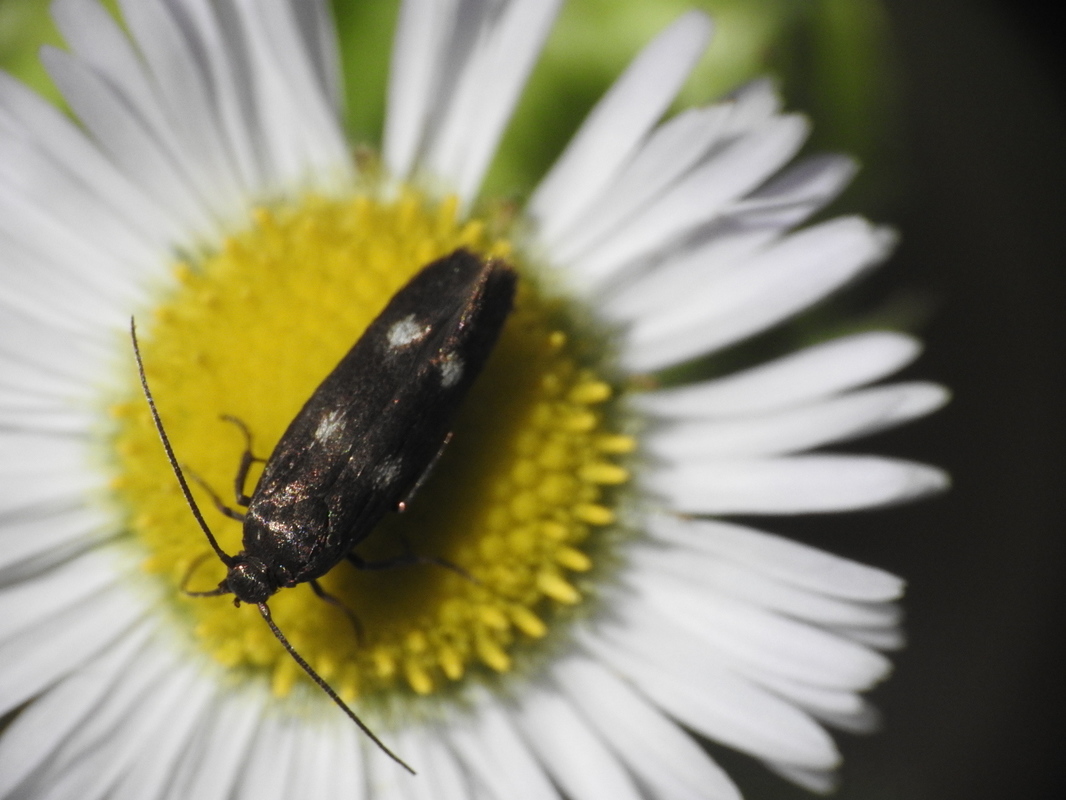 Parascythris muelleri - kétpettyes zöldmoly