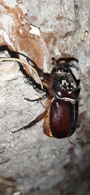 Oryctes nasicornis - orrszarvú bogár