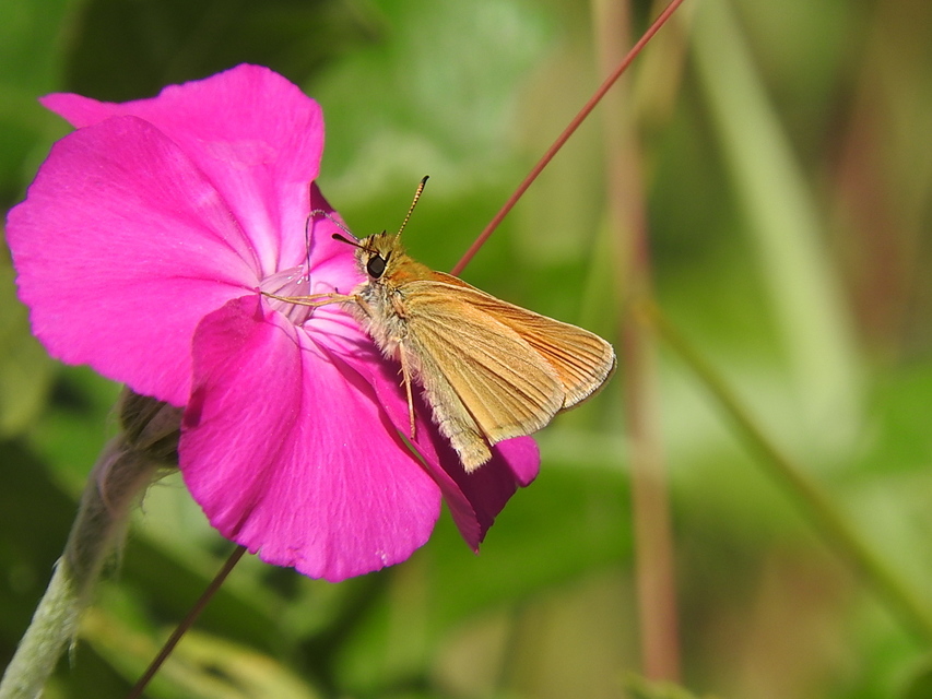 Thymelicus lineola - vonalas busalepke