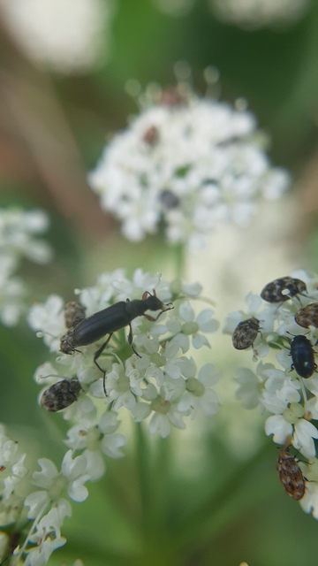 Grammoptera ruficornis - gyűrűscsápú galagonyacincér Grammoptera ruficornis - gyűrűscsápú galagonyacincér