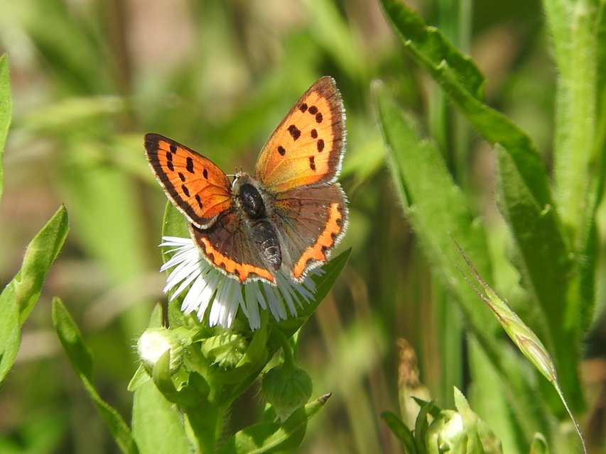Lycaena phlaeas - közönséges tűzlepke