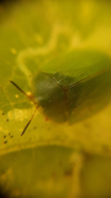 Cassida viridis - zöld pajzsbogár Cassida viridis - zöld pajzsbogár