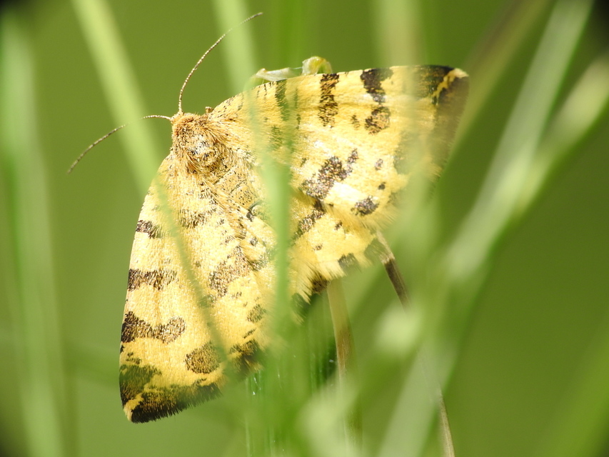 Pseudopanthera macularia - párducfoltos araszoló