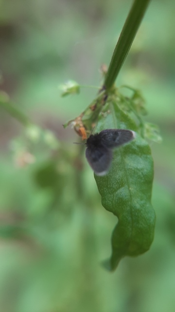 Psychodidae - lepkeszúnyogok