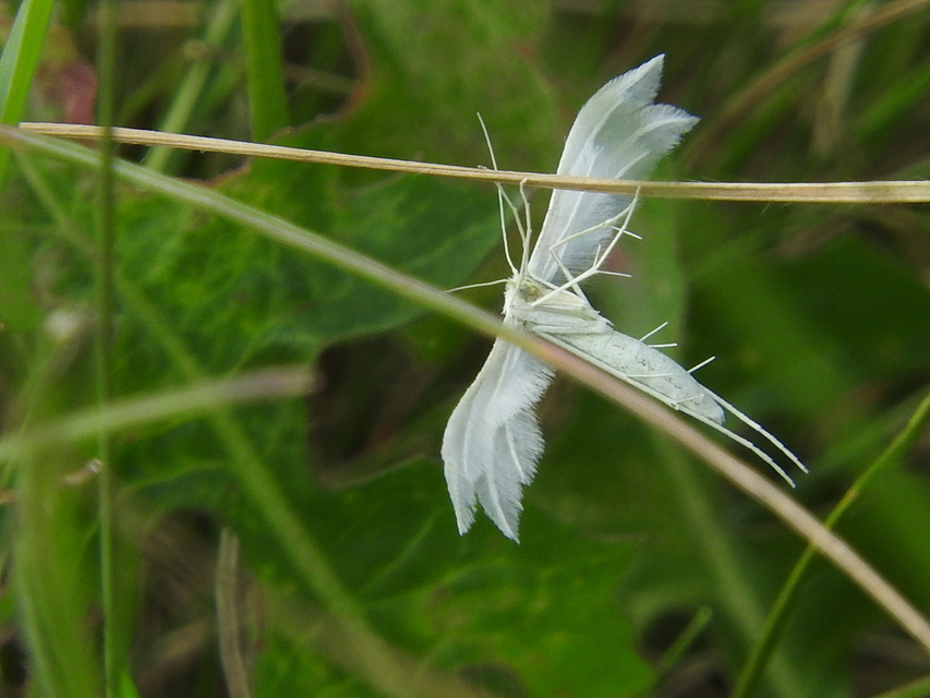 Pterophorus pentadactyla - fehér tollasmoly