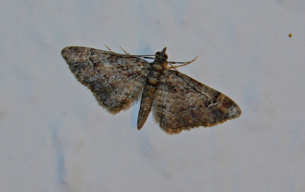 Gymnoscelis rufifasciata - vöröscsíkos törpearaszoló