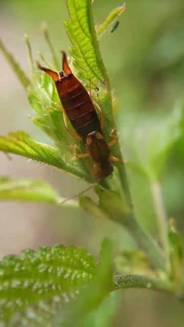 Forficula auricularia - közönséges fülbemászó