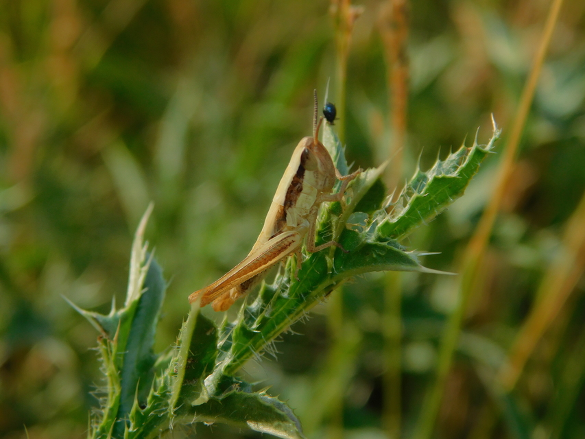 Euchorthippus Euchorthippus