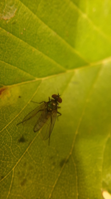 Dolichopodidae - szúnyoglábú legyek