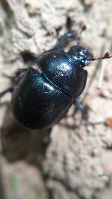 Anoplotrupes stercorosus - erdei álganéjtúró