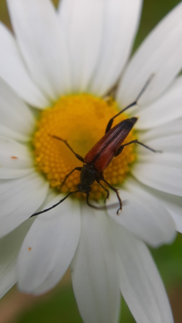 Stenurella melanura - feketevégű karcsúcincér