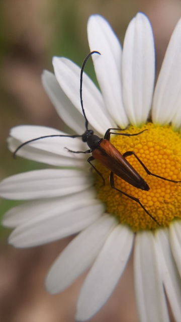 Stenurella melanura - feketevégű karcsúcincér