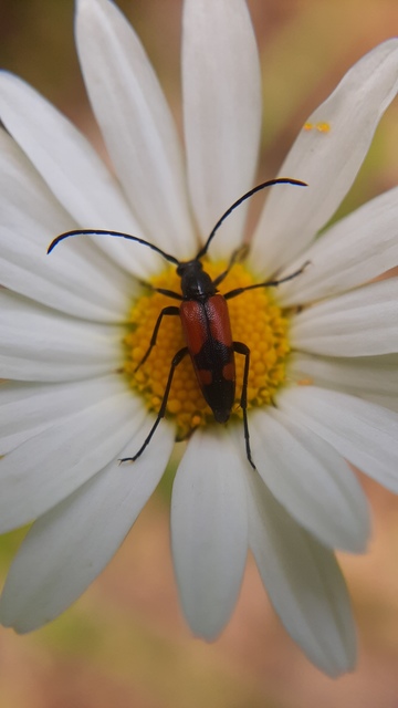 Stenurella bifasciata - kétöves karcsúcincér