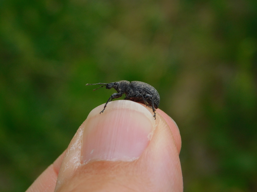Otiorhynchus ligustici - vincellér-gyalogormányos