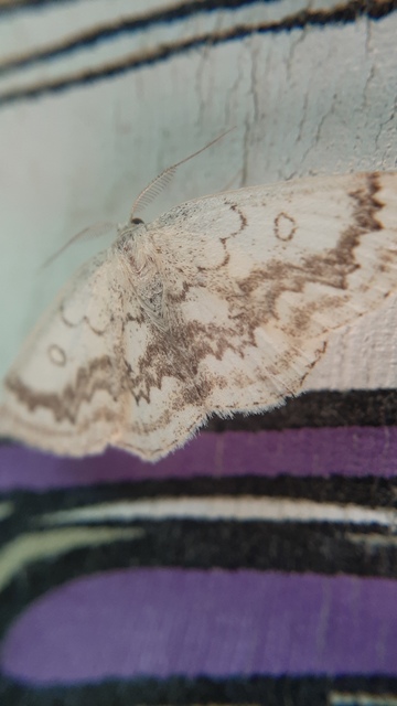 Cyclophora annularia - gyűrűs pettyesaraszoló