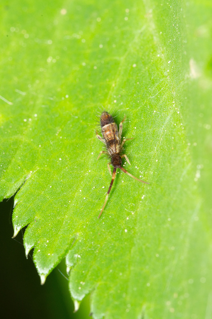 Orchesella flavescens
