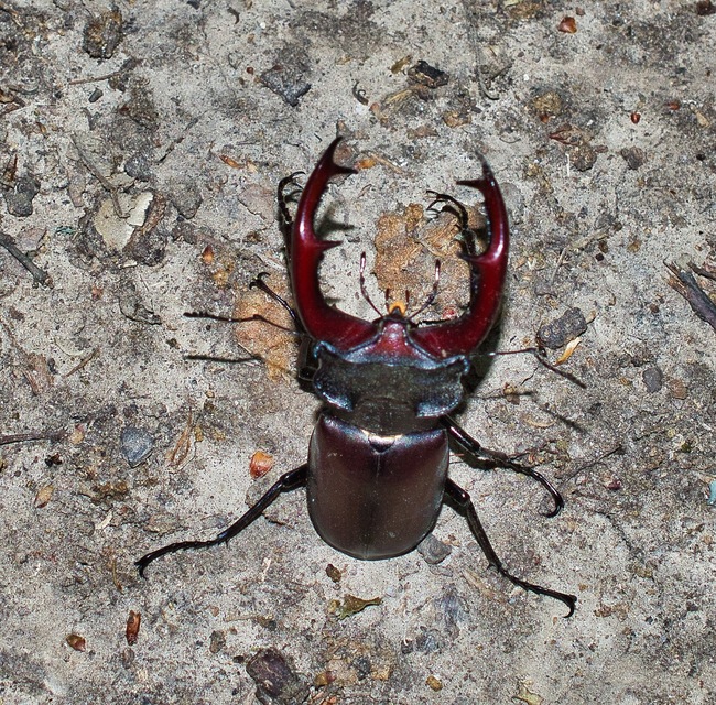 Lucanus cervus - nagy szarvasbogár