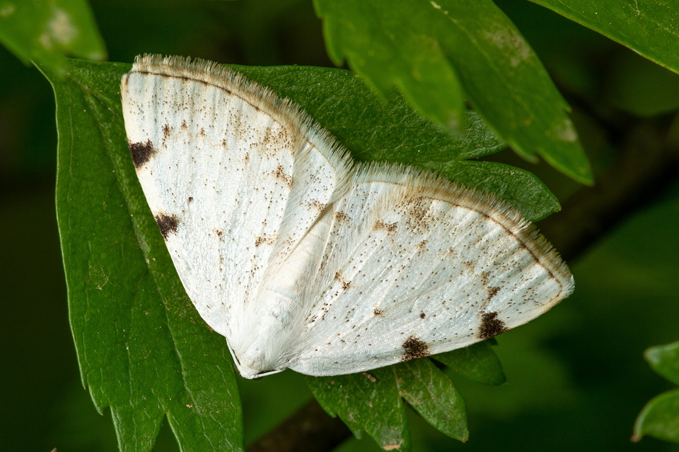 Lomographa bimaculata - kétpontos fehéraraszoló