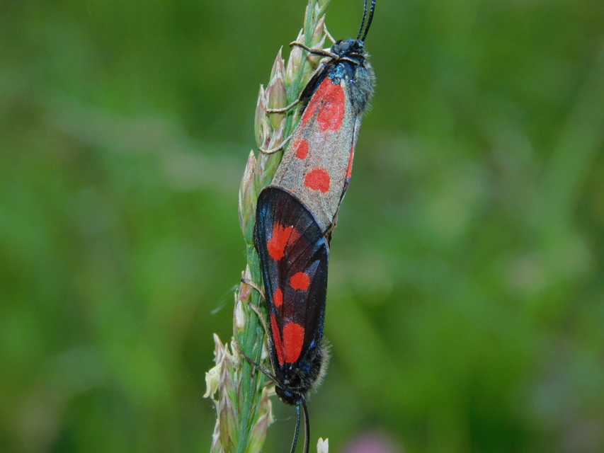 Zygaena loti - közönséges csüngőlepke