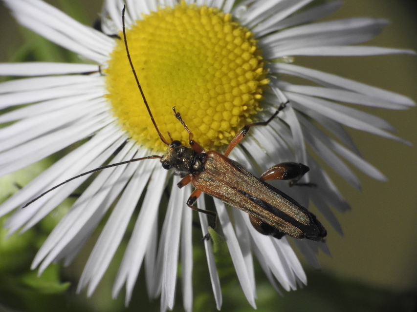 Oedemera podagrariae - székfű-álcincér