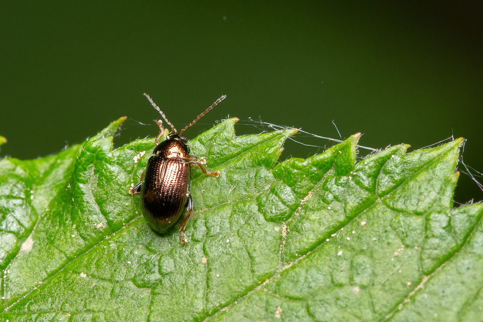 Crepidodera