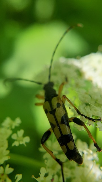 Rutpela maculata - tarkacsápú karcsúcincér