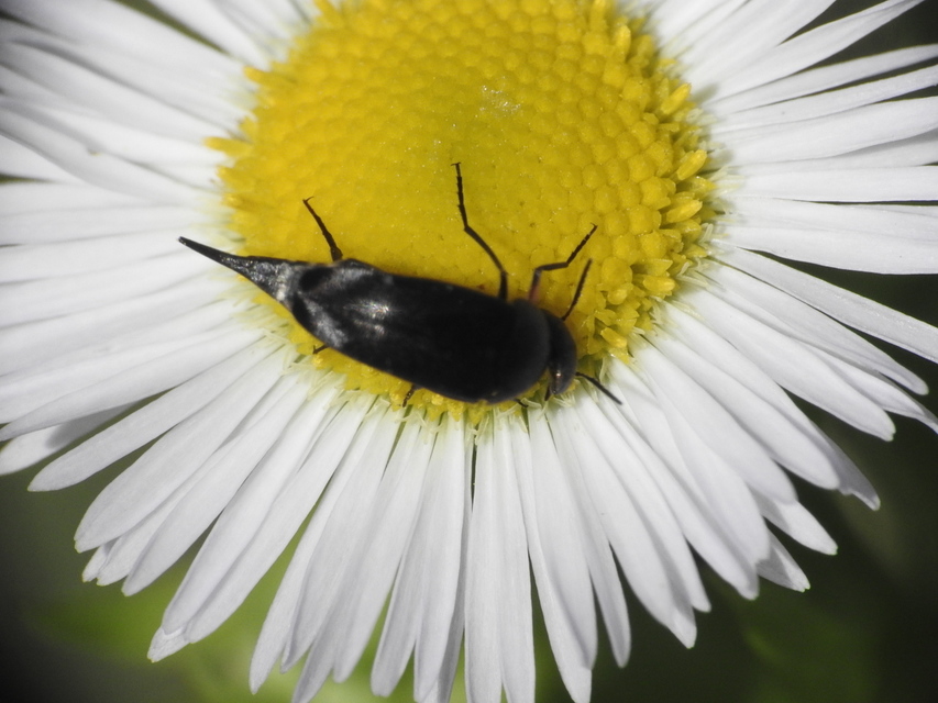 Mordellidae - marókafélék