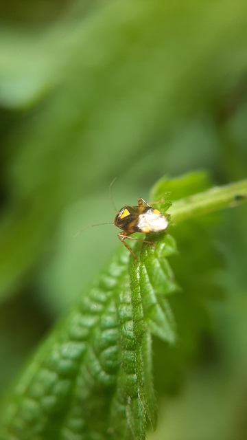 Liocoris tripustulatus - hárompettyes mezeipoloska