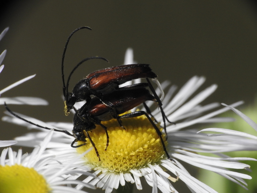 Stenurella melanura - feketevégű karcsúcincér